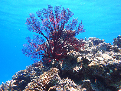 西表＆鳩間島コース（１日）【I】